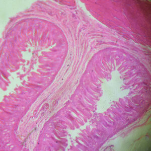 microscopy (3)