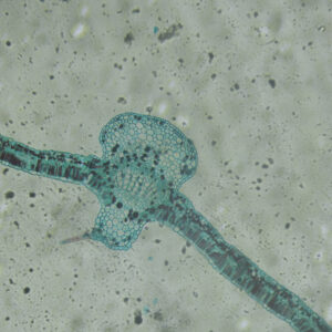microscopy (4)
